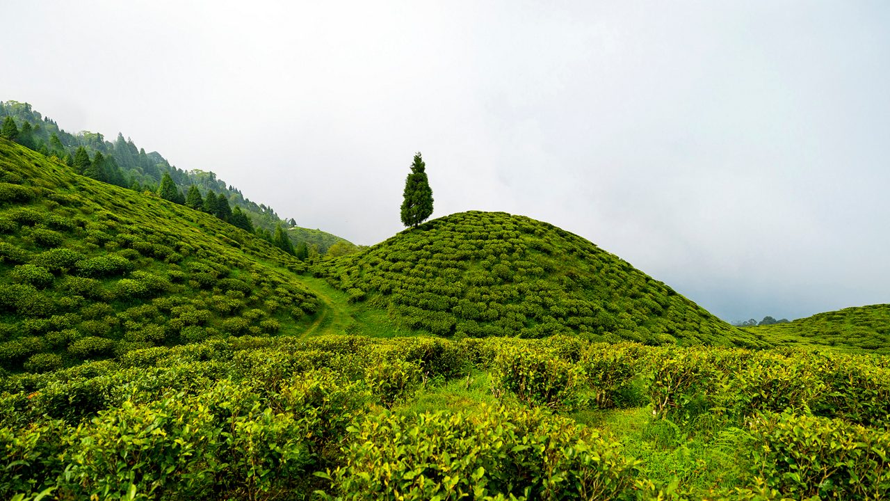 Darjeeling